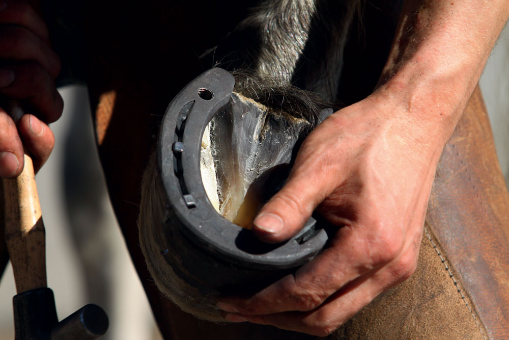 Maréchal-ferrant : bien plus que la ferrure d'un cheval - Classequine