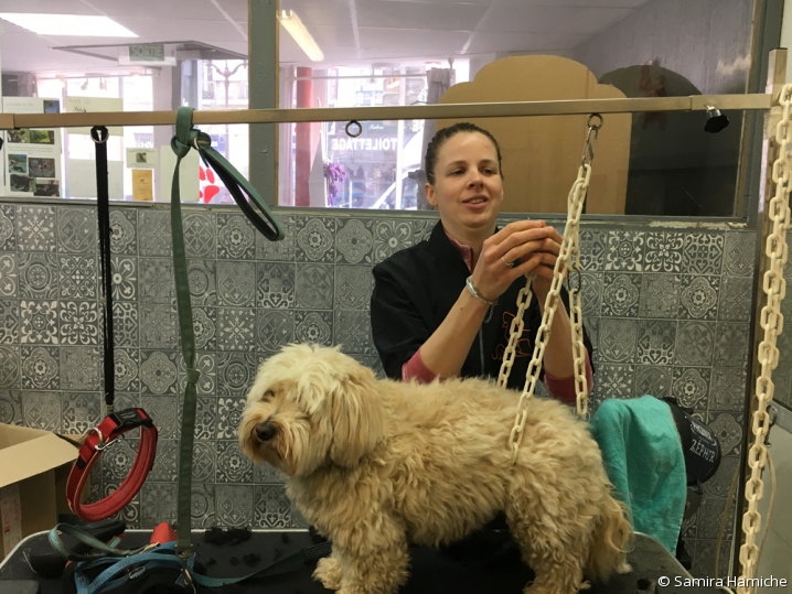 Sophie attache un bichon sur la table de travail