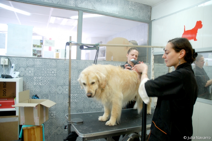 Séchage du chien Athos au sèche-cheveux pour animaux