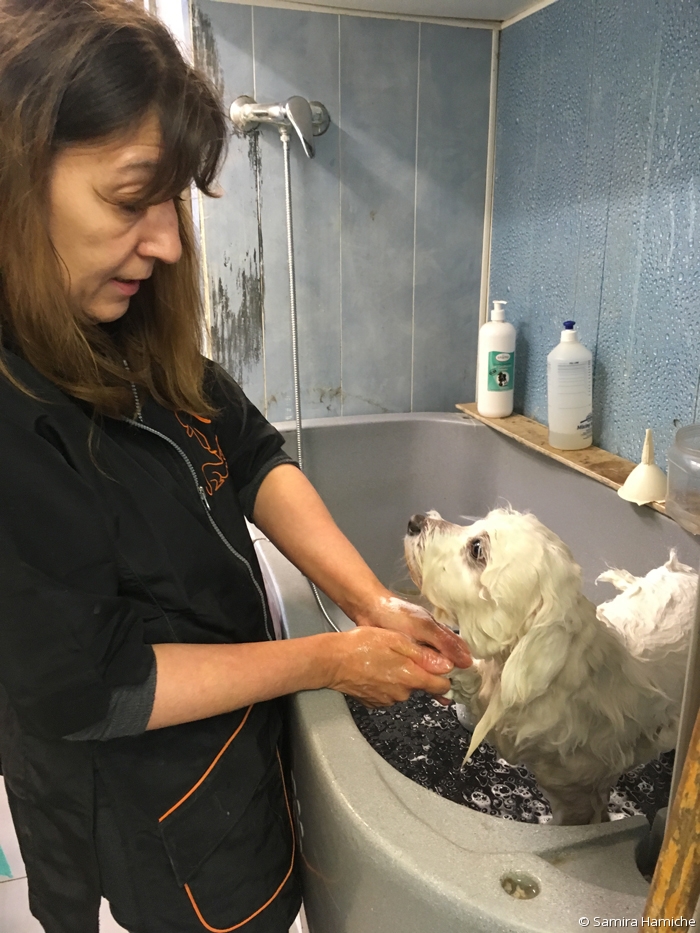 Fabienne Baraton, gérante de Royal's Dog, shampooine un chien